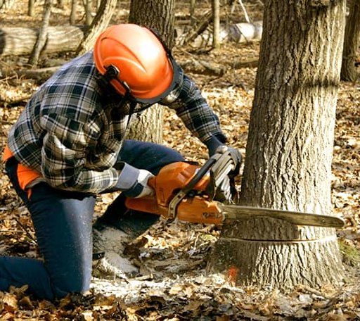 Tree Removal in New Baltimore, MI